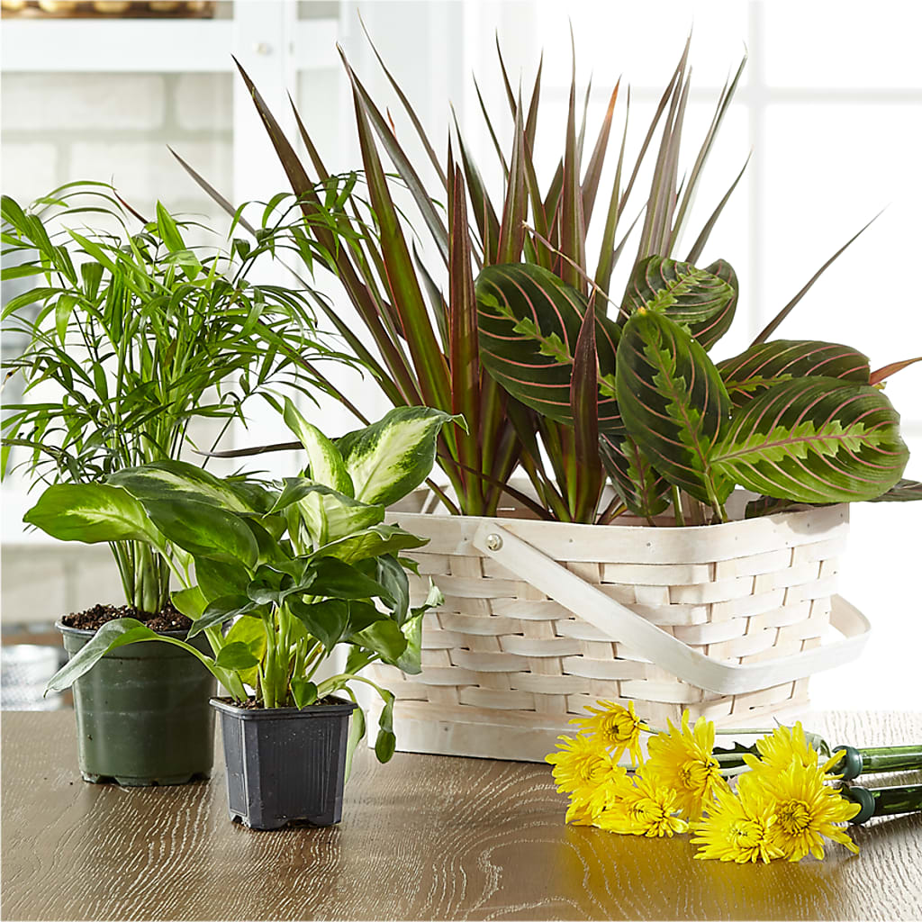 Florist Designed Blooming and Green Plants in a Basket – Fantasy Decorations And Flower Shop, Hawthorne CA