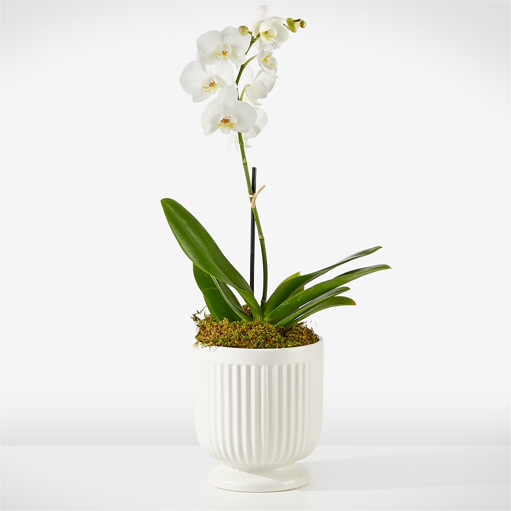 Whispering White Orchid – Fantasy Decorations And Flower Shop, Hawthorne CA