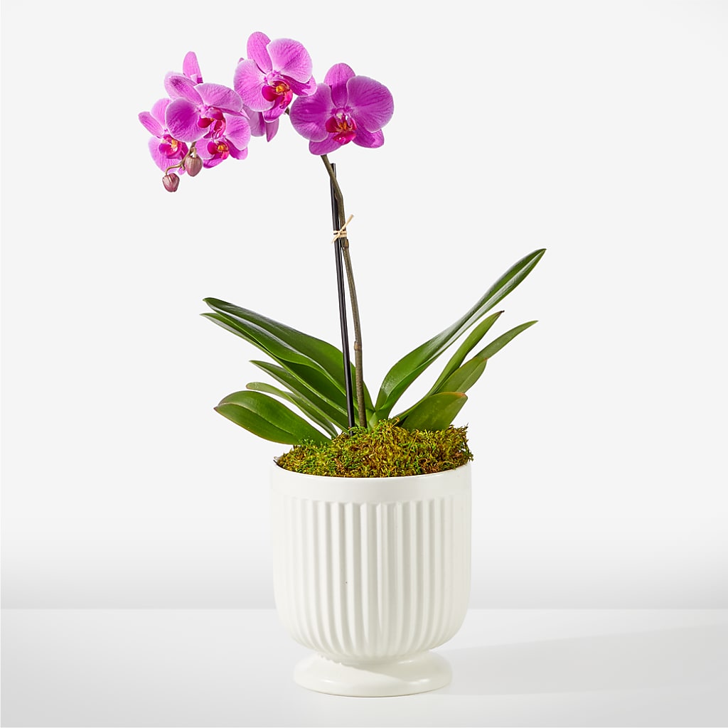 Friendly Fuchsia Orchid – Fantasy Decorations And Flower Shop, Hawthorne CA