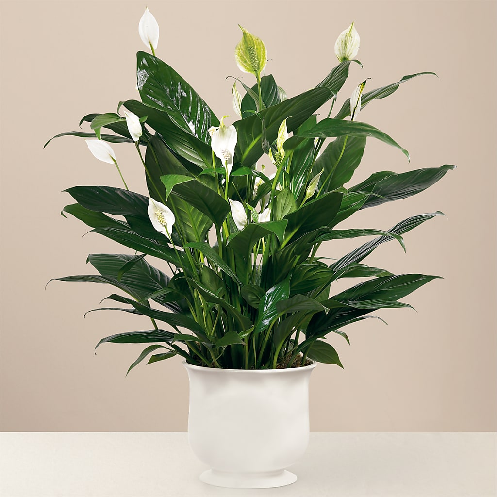 Comfort Planter – Fantasy Decorations And Flower Shop, Hawthorne CA