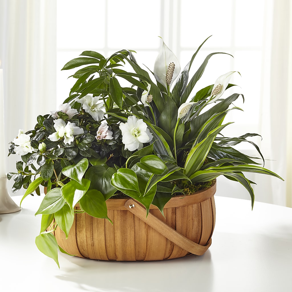 Serene Dishgarden – Fantasy Decorations And Flower Shop, Hawthorne CA
