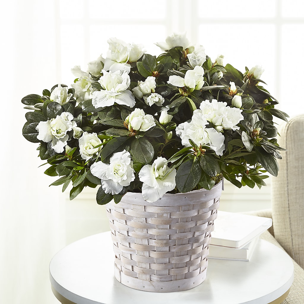 White Azalea Plant – Fantasy Decorations And Flower Shop, Hawthorne CA