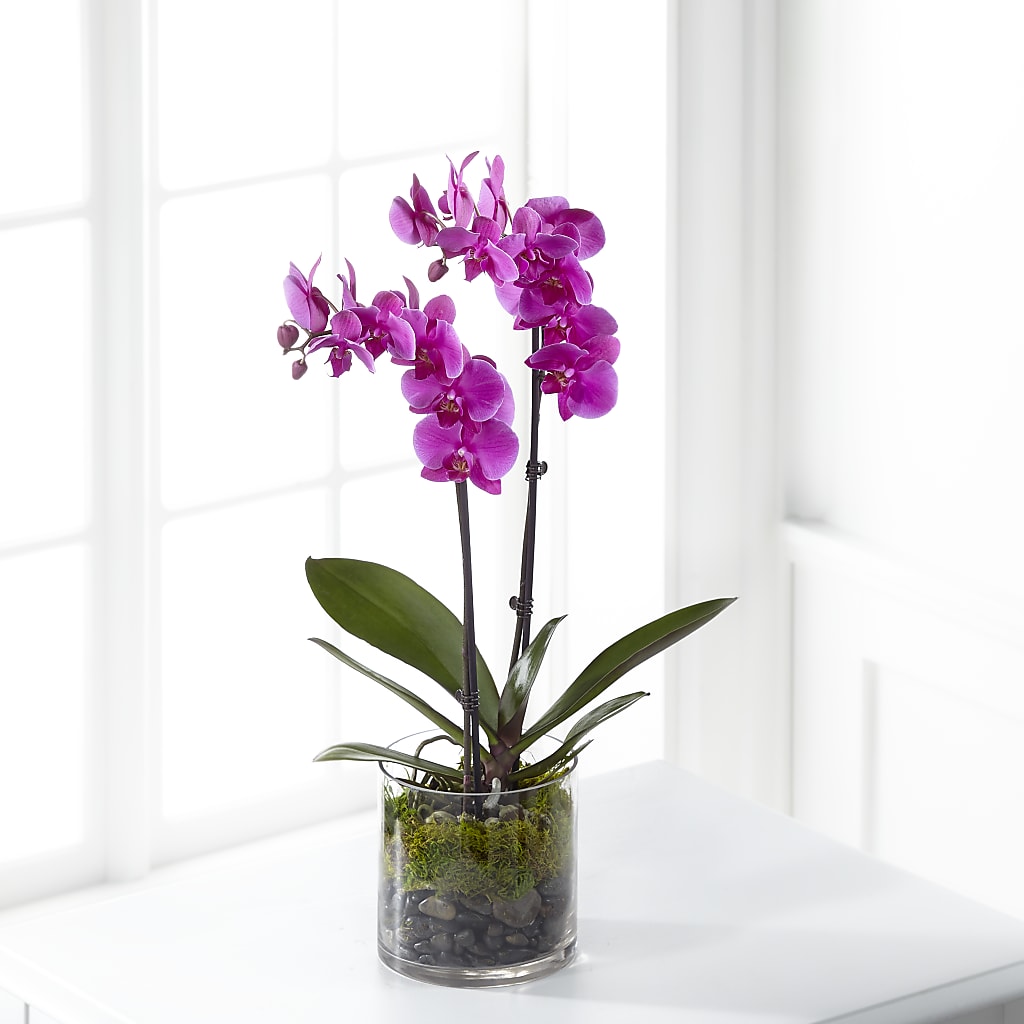 Pink Orchid Plant – Fantasy Decorations And Flower Shop, Hawthorne CA