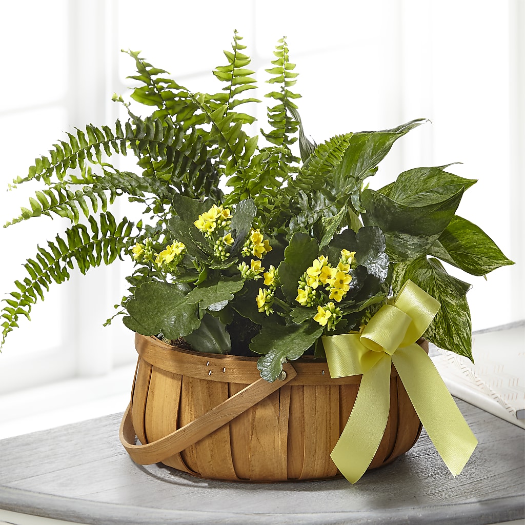 Always Dear Dishgarden – Fantasy Decorations And Flower Shop, Hawthorne CA