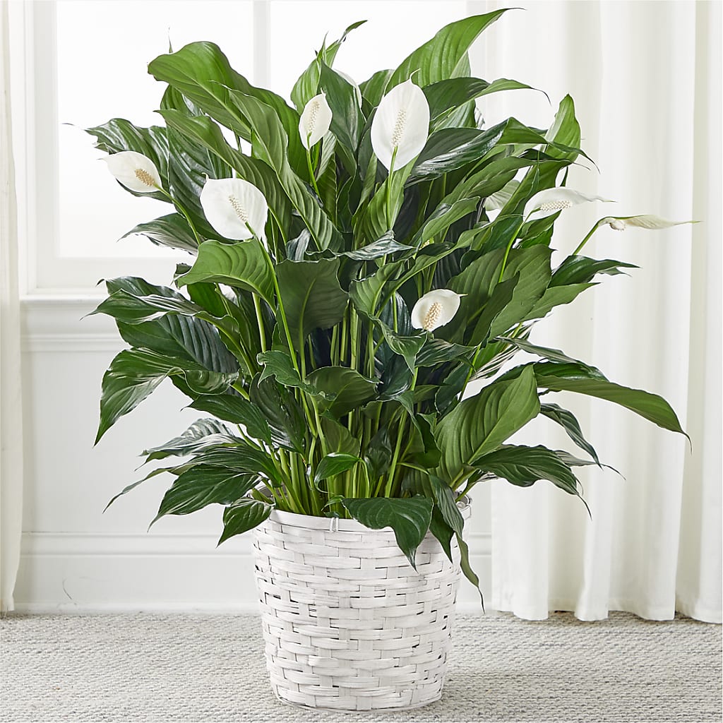 A New Leaf Peace Lily – Fantasy Decorations And Flower Shop, Hawthorne CA