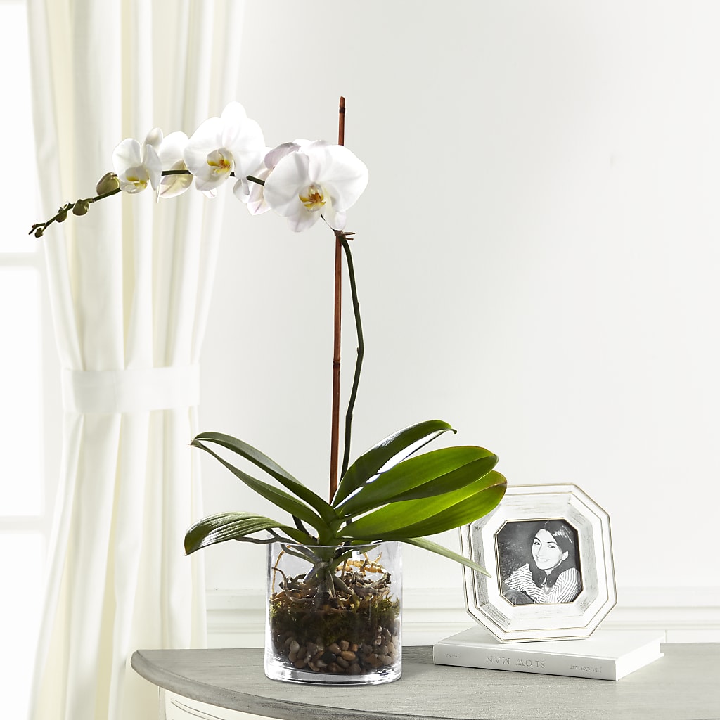 White Orchid Planter – Fantasy Decorations And Flower Shop, Hawthorne CA