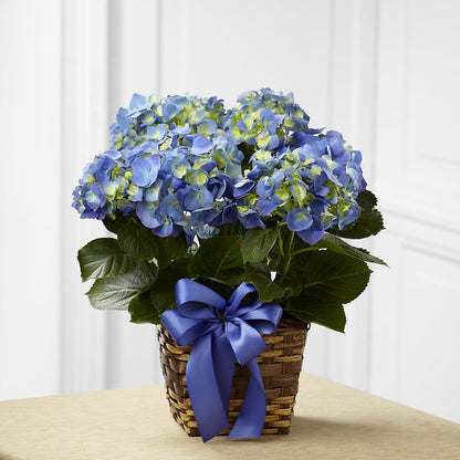 Blue Hydrangea Planter –  Fantasy Decorations And Flower Shop, Hawthorne CA