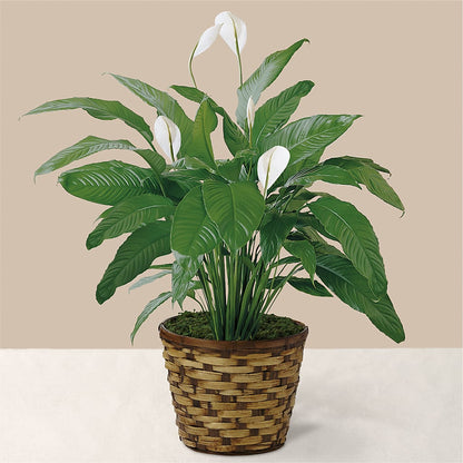 Tranquil Moments Peace Lily Plant –  Fantasy Decorations And Flower Shop, Hawthorne CA