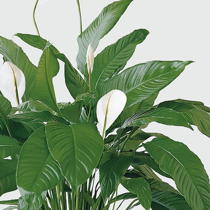 Tranquil Moments Peace Lily Plant –  Fantasy Decorations And Flower Shop, Hawthorne CA