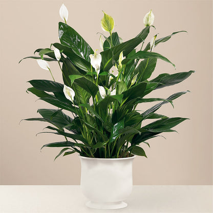 Comfort Planter –  Fantasy Decorations And Flower Shop, Hawthorne CA