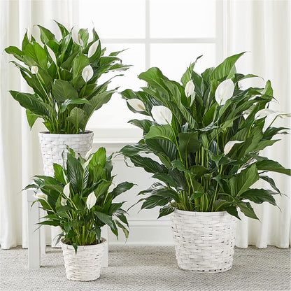 A New Leaf Peace Lily –  Fantasy Decorations And Flower Shop, Hawthorne CA